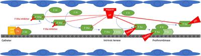 Uninterrupted DOACs Approach for Catheter Ablation of Atrial Fibrillation: Do DOACs Levels Matter?